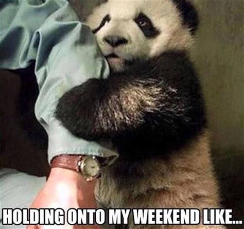 Funny Pictures Of The Day 45 Pics Panda Bear Funny Animal Pictures