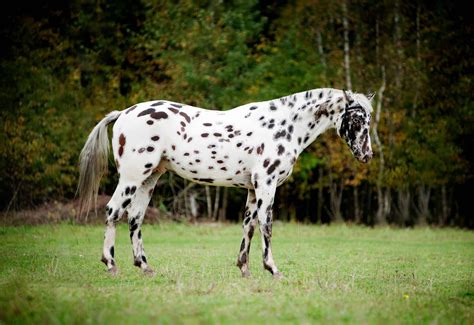 20 Gorgeous Images Of Appaloosa Horses To Make Your Day