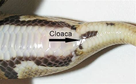 Snake Cloaca Anatomy