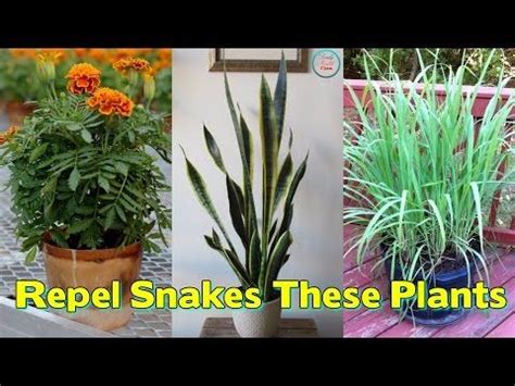 Check spelling or type a new query. How to Keep Snakes Out of Your Garden | Plants, Snake ...