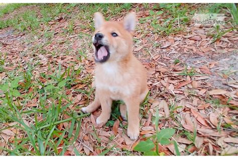 Присоединяйтесь к обсуждению о странной криптовалюте shiba inu. Mini Litter Due: Shiba Inu puppy for sale near Orlando ...
