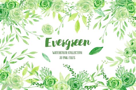 Use this vibrant flower as a special gift for someone who needs some good energy! Watercolor Clipart Evergreen ~ Illustrations ~ Creative Market