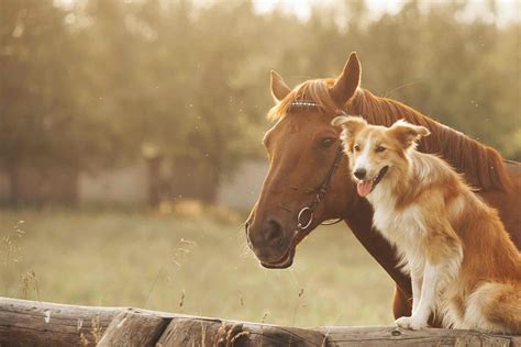 How To Train Your Dog To Behave Around Horses