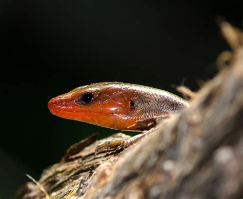On The Subject Of Nature Five Lined Skink