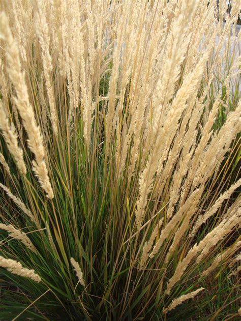 Photo Of The Bloom Of Feather Reed Grass Calamagrostis X Acutiflora