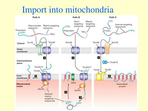 Ppt Lecture 6 Import To Mitochondria Chloroplasts Peroxisomes And Nuclei Powerpoint