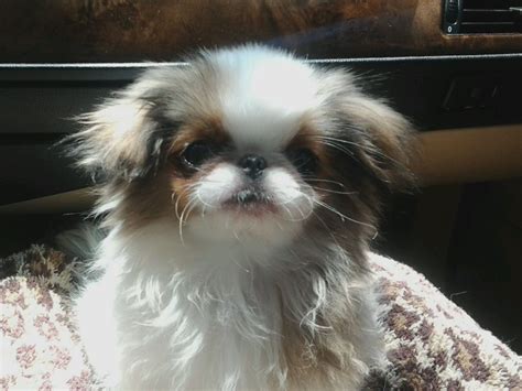 Ruby Japanese Chin ~ 1st Day Japanese Chin Cute Puppies Teacup Puppies