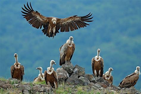 20 Interesting Names for Groups of Animals - WorldAtlas