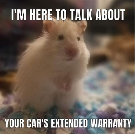 63 Hilarious Hamster Memes That Will Crack You Up Always Pets