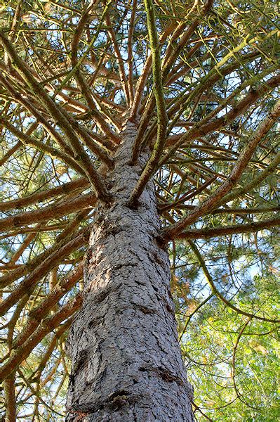 Scots Pine Pinus Sylvestris