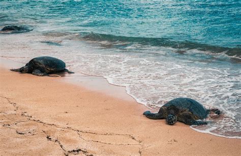 Laniakea Turtle Beach Best Time To Visit Meldrums On The Move