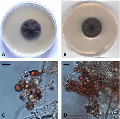 Sciency Thoughts Seven New Species Of Marine Fungi From The Mediterranean