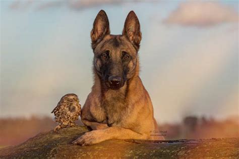 Unlikely Friendship Between A Dog And An Owl Design Swan