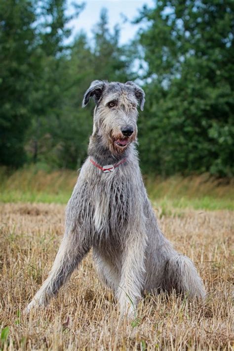 Irish Wolfhound Baby Dogs Dogs And Puppies Pet Dogs Doggies Dog