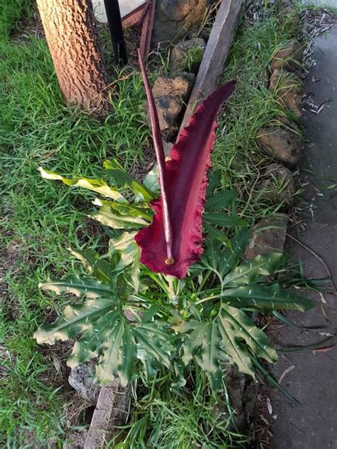 ‘rotting Corpse Flower Blooms In Yapeen Bendigo Advertiser Bendigo