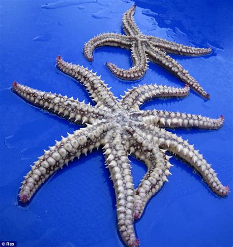 Starfish With Record Eights Legs Is Found Off British Coast Daily