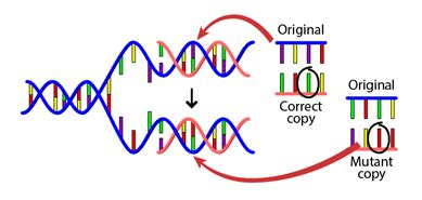 Deoxyribonucleic acid, or dna, is a biological macromolecule that carries hereditary information in many organisms. The causes of mutations