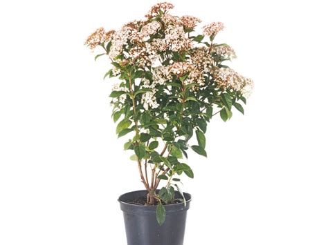 Viburnum Plants In Pots Tips For Growing Viburnum In Containers