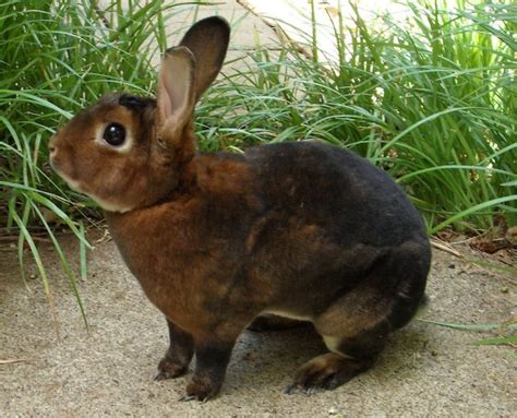 Rabbit Breeds Pethelpful