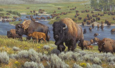 We Are So Wild Soon The Greater Yellowstone Ecosystem Will Be Awash