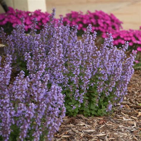 Rosy purple calyxes extend the color when the blooms are past peak. Nepeta 'Cat's Pajamas' PP31127 CPBRAF | Perennial Resource