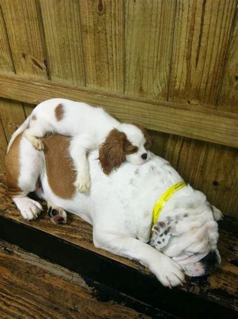 20 puppies sleeping in weird position travels and living