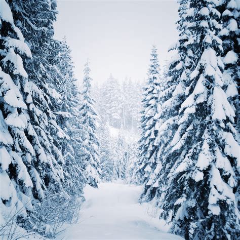 Outdoors Winter Sky Snow Trail Scenic Trees Branches Evergreens Misty