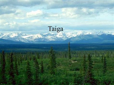 Ib Geography Ecosystems Biomes Taiga Aka Coniferous Forest