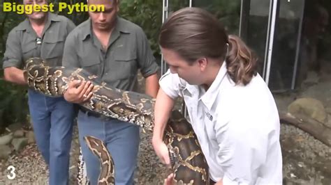 Top 10 Real Anaconda Attacks On Human Caught On Camera Giant Anaconda