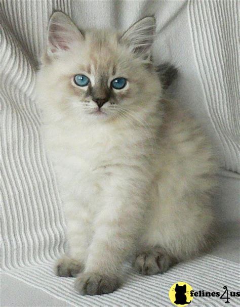 Favorite friends and family members even. Siberian Kitten for Sale: Hypo-Allergenic Kittens ...