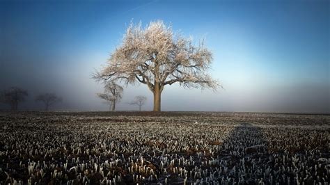 2560x1440 Winter Field Landscape Trees 1440p Resolution Hd 4k