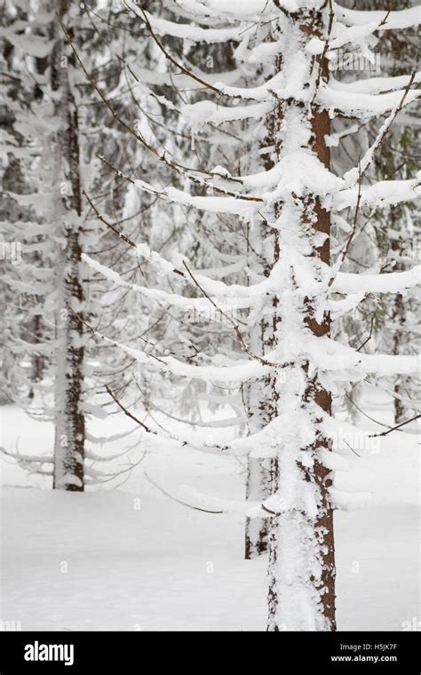 Winter Forest Scenic Stock Photo Alamy