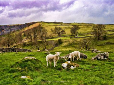 Yorkshire Dales | Yorkshire Dales Sheep Beautiful Landscape HD Wallpaper | Yorkshire dales ...