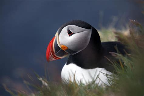 Puffin Arrived In Iceland Two Weeks Later Than Normal Icelandmag
