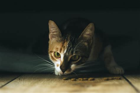 Cat Food Secrets Revealed Expert Tips For Optimal Feline Nutrition