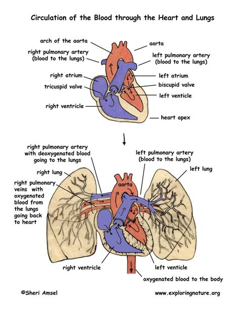 The Heart A Four Chambered Muscle That Circulates Blood Throughout The