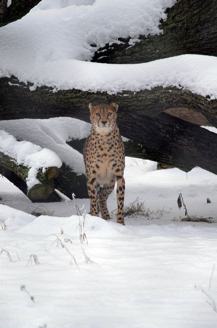 Superb Nature — St0rming Cheetah In The Snow Beautiful Creature