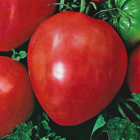 Buy Tomato Oxheart Red Seed Australian Seed