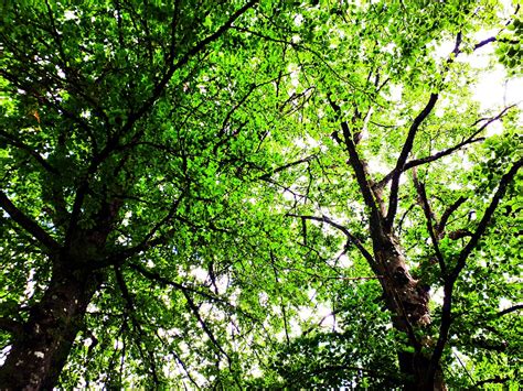 Trees Leaves Canopy Free Photo On Pixabay Pixabay