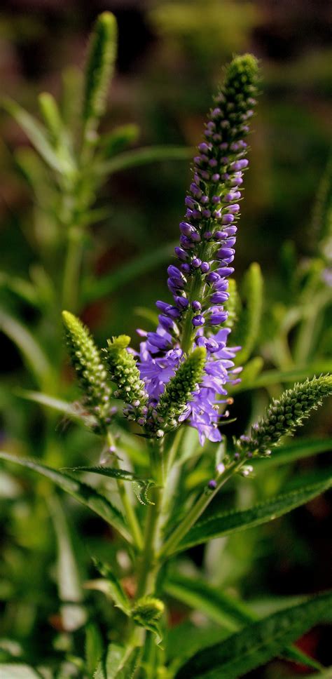 Garten ehrenpreis in anderen sprachen: ehrenpreis 01 aug 2015 s2 | Garten Wissen