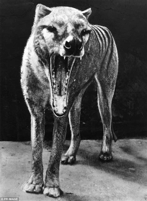 Whaling, which occurred wherever the mammals were found, was largely for meat, oil and blubber, and nearly completely wiped out the species globally. 5 Most Amazing Extinct Animals in the World