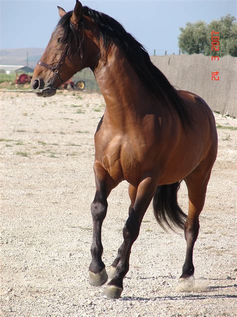 Bronco Xiii Horse Breeds Andalusian