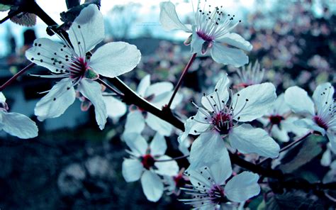 Melihat gambar pemandangan alam yang indah mampu meningkatkan mood dan taman mini indonesia indah and transparent png images free download. Gambar 30 Wallpaper Bunga Indah Cantik Buat Laptop Sakura ...