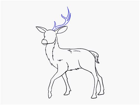 How To Draw A Deer Sketchok Easy Drawing Guides Vlrengbr