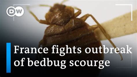 france bedbugs send shivers through paris dw news youtube