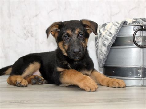 German Shepherd Dog Dog Male Black Tan 3590388 Petland Lewis Center