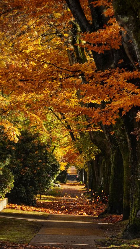 Download Wallpaper 2160x3840 Path Trees Leaves Autumn Sunlight