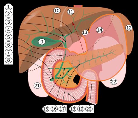 Download scientific diagram | schematic diagram of the normal liver. Diagram Of The Liver - exatin.info