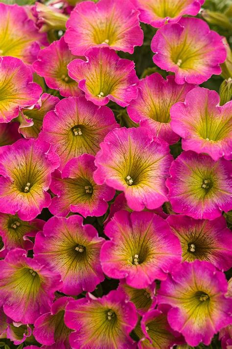 These flowers are very well resistant to cold weather and the best time period to plant them is in late winter. 234 best Petunia Petunias images on Pinterest | Petunias ...