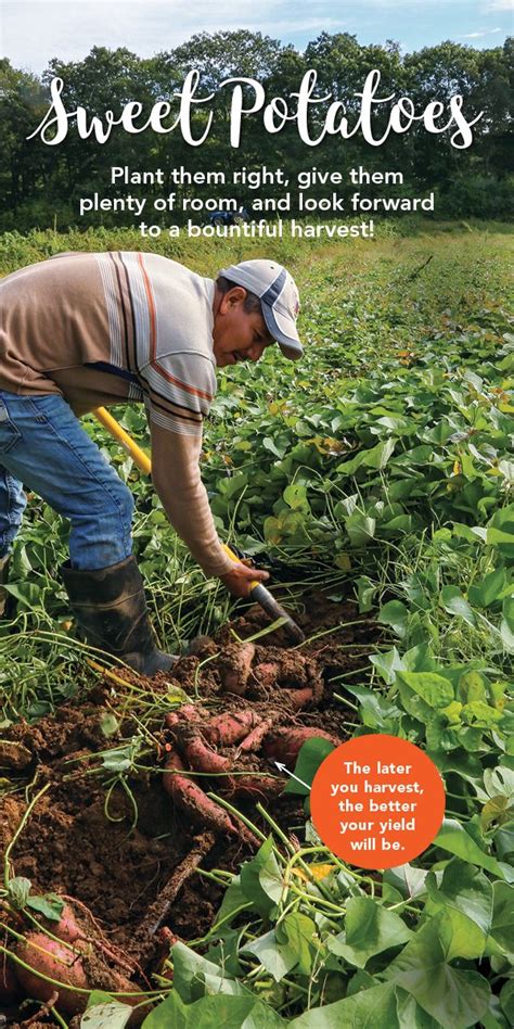 It's Easy to Grow Sweet Potatoes - FineGardening | Growing sweet